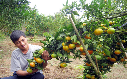 Bắc Giang sẽ tổ chức lại sản xuất vùng cây ăn quả ảnh 1